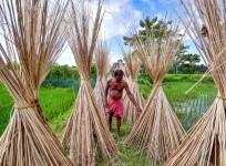 India curbs jute imports from Bangladesh as dumping hurts local farmers and mills