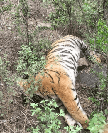 Karnataka tiger deaths: DCF, 2 officers suspended, probe panel to submit report by July 10 Karnataka tiger deaths: DCF, 2 officers suspended, probe panel to submit report by July 10