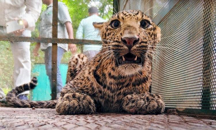 TN launches wildlife awareness drive in schools after leopard kills child in Valparai TN launches wildlife awareness drive in schools after leopard kills child in Valparai