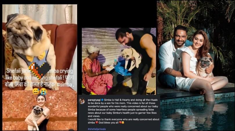 'Heartless People': Parag Tyagi slams Instagram pages for creating fake videos about dog Simba's ill health after Shefali Jariwala's death 'Heartless People': Parag Tyagi slams Instagram pages for creating fake videos about dog Simba's ill health after Shefali Jariwala's death