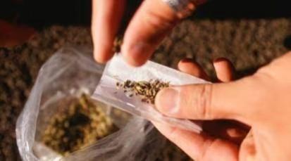 Manipur's Major Drug Bust and Militant Arrests Manipur's Major Drug Bust and Militant Arrests