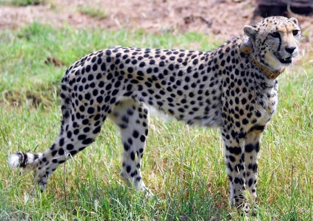 Namibian Cheetah Nabha Dies After Sustaining Injuries Namibian Cheetah Nabha Dies After Sustaining Injuries