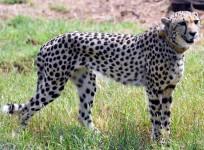 Namibian Cheetah Nabha Dies After Sustaining Injuries