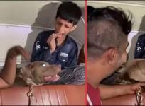 Pit Bull Attack in Mumbai Sparks Outrage and Debate
