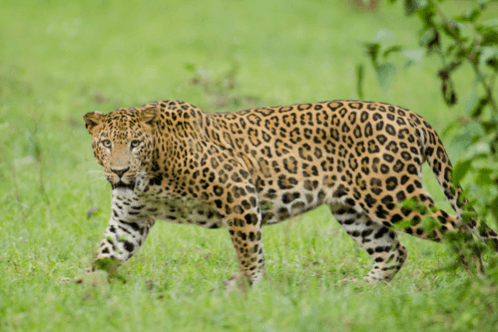 Leopard Lunges, Father Fights: Kerala Dad Saves Son in Daring Act Leopard Lunges, Father Fights: Kerala Dad Saves Son in Daring Act