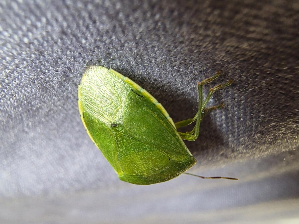 Shot on Samsung Galaxy Z Fold7: Macro Shot on Samsung Galaxy Z Fold7