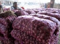 Government to Release Onion Stocks to Stabilize Prices