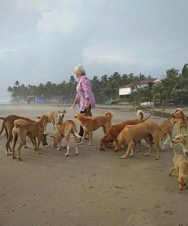 Delhi's New Helpline to Tackle Stray Dog Concerns Delhi's New Helpline to Tackle Stray Dog Concerns