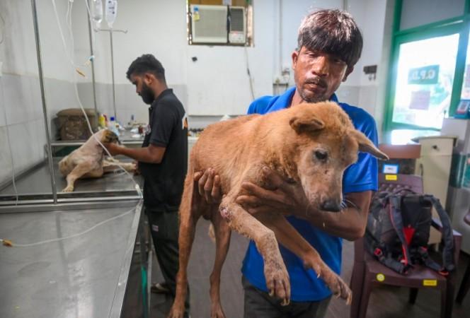 Amid uproar, larger SC bench to again hear stray dogs case today