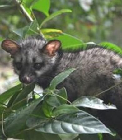 Kerala High Court Session Disrupted by Toddy Cat Kerala High Court Session Disrupted by Toddy Cat