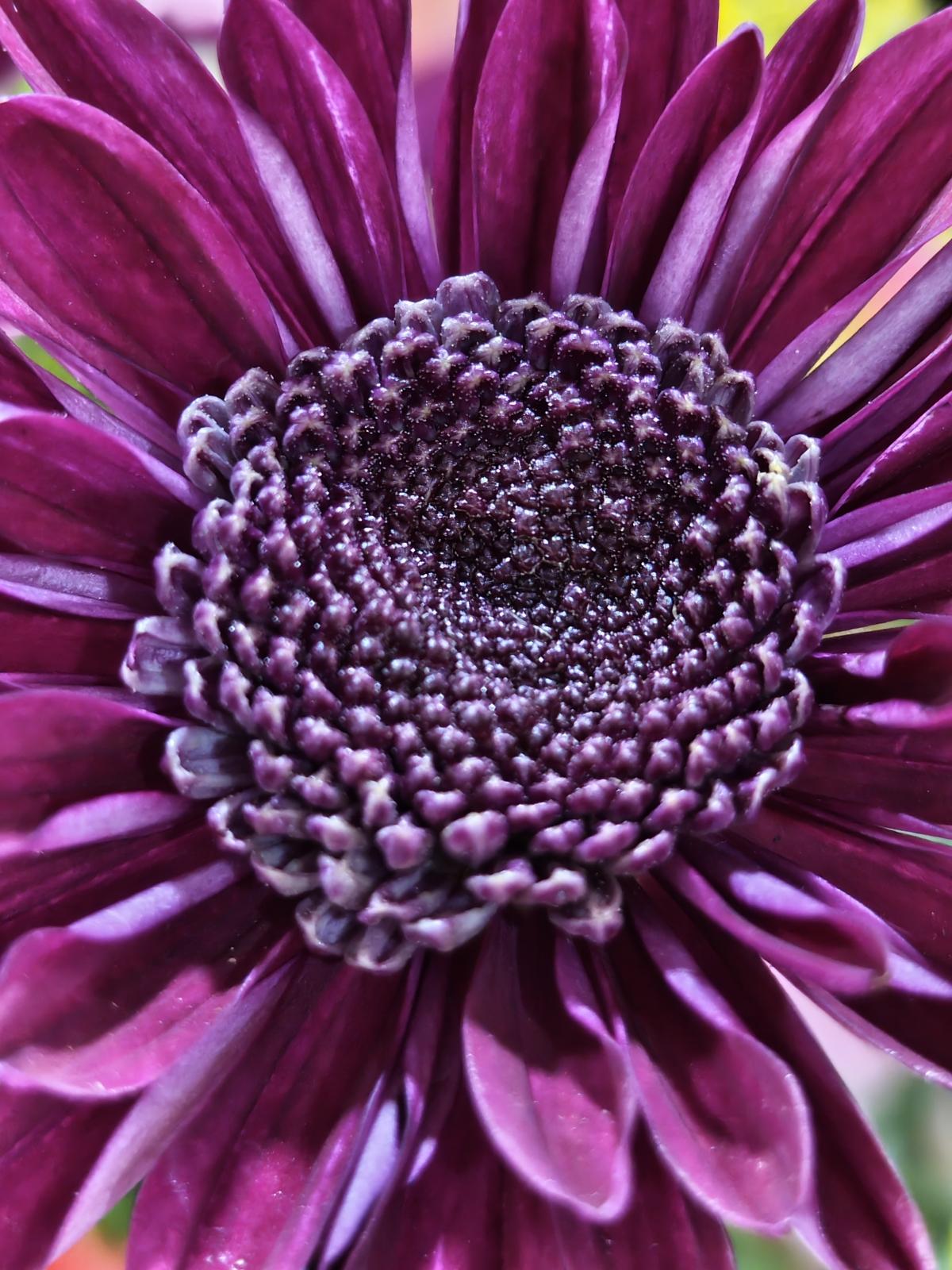 Shot on Nothing Phone (3): Macros