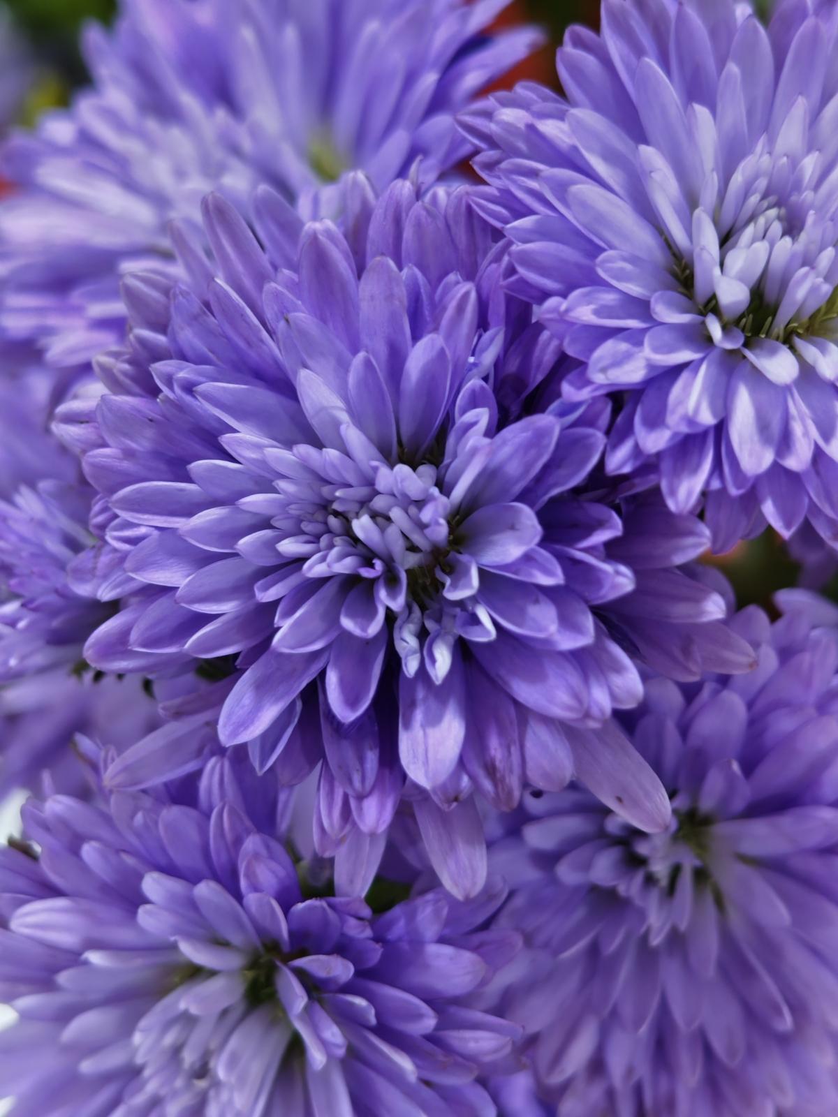 Shot on Nothing Phone (3): Macros