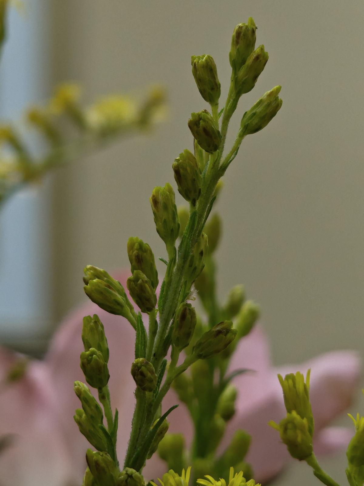 Shot on Nothing Phone (3): Macros