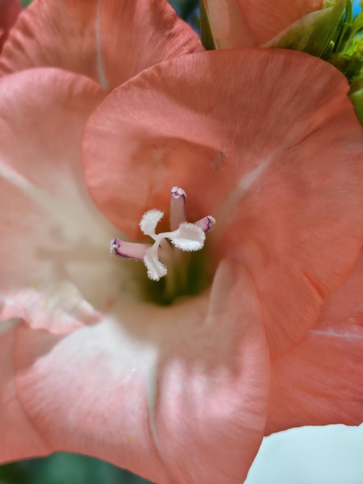 Shot on Nothing Phone (3): Macros