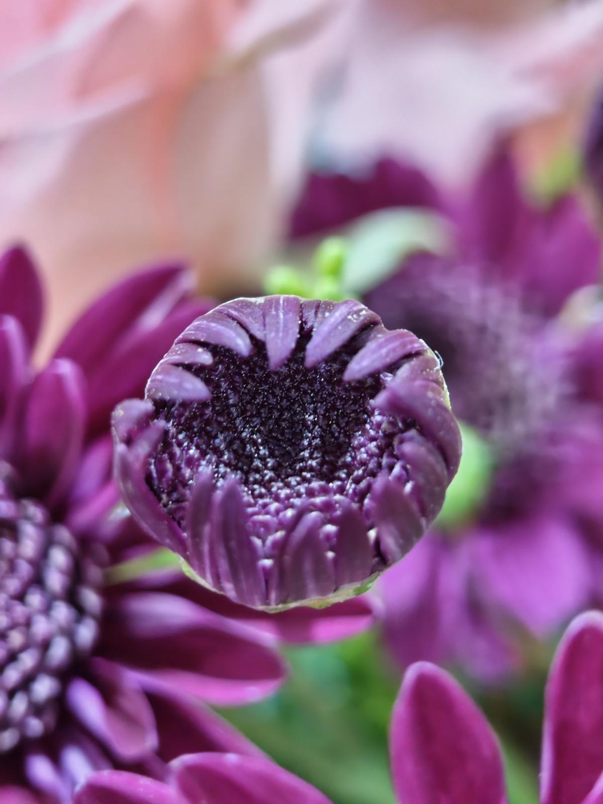 Shot on Nothing Phone (3): Macros