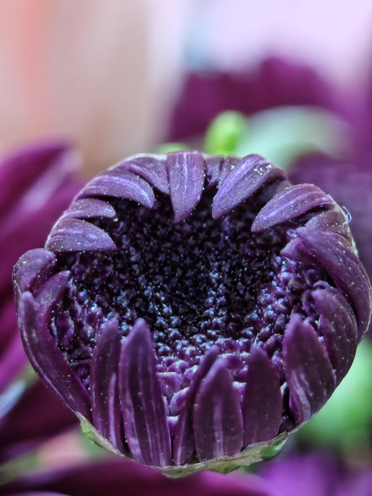 Shot on Nothing Phone (3): Macros