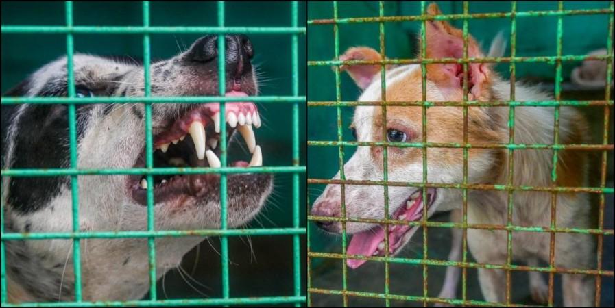 SC modifies earlier directions on stray dogs; orders their release post sterilisation, immunisation SC modifies earlier directions on stray dogs; orders their release post sterilisation, immunisation