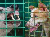 SC modifies earlier directions on stray dogs; orders their release post sterilisation, immunisation