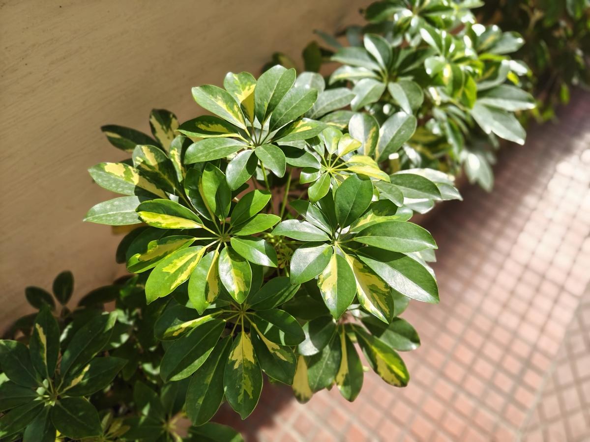 Shot on Realme P4 Pro Shot on Realme P4 Pro