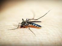 Govt issues advisory to states to step up preventive measures against dengue, malaria