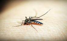 Govt issues advisory to states to step up preventive measures against dengue, malaria