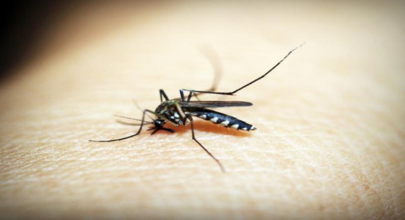 Govt issues advisory to states to step up preventive measures against dengue, malaria Govt issues advisory to states to step up preventive measures against dengue, malaria
