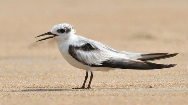 Chennai sees return of rare coastal birds after four decades Chennai sees return of rare coastal birds after four decades