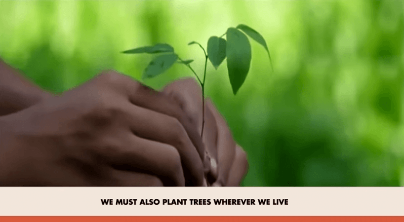 PM Modi spotlights Kutch mangrove revival in Mann Ki Baat, urges nationwide tree planting PM Modi spotlights Kutch mangrove revival in Mann Ki Baat, urges nationwide tree planting