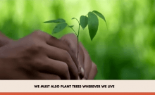 PM Modi spotlights Kutch mangrove revival in Mann Ki Baat, urges nationwide tree planting PM Modi spotlights Kutch mangrove revival in Mann Ki Baat, urges nationwide tree planting