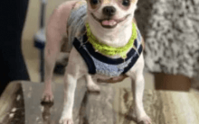 Domestic worker arrested for killing pet dog in Bengaluru