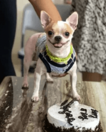 Domestic worker arrested for killing pet dog in Bengaluru Domestic worker arrested for killing pet dog in Bengaluru