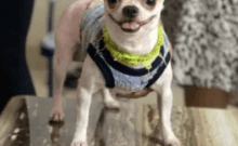 Domestic worker arrested for killing pet dog in Bengaluru