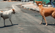 Civic bodies working extra time after SC order on stray dogs