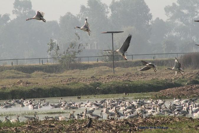 Gharna Wetland