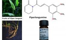 Long pepper compound may aid in treatment of colon cancer: NIT Rourkela