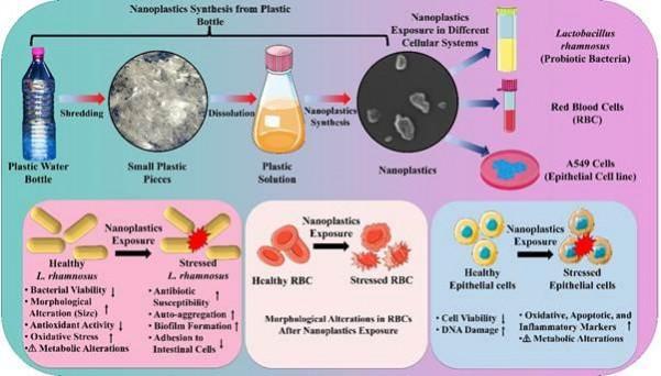 Indian study finds 1st evidence on how nanoplastics from single-use PET bottles harm body Indian study finds 1st evidence on how nanoplastics from single-use PET bottles harm body