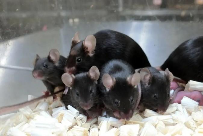 Mouse births pups after returning from space mission in China, paving way for future research