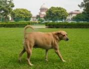 Indian Immunologicals dismisses concerns over fake anti-rabies vaccine