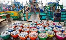 Seafood exports surge despite US tariffs due to strong resilience and adaptability: Govt