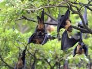 The WHO has said the risk of Nipah virus transmission in India remains low and there is no need for travel or trade restrictions, even as it closely monitors two confirmed cases in West Bengal's North 24 Parganas district