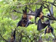 The WHO has said the risk of Nipah virus transmission in India remains low and there is no need for travel or trade restrictions, even as it closely monitors two confirmed cases in West Bengal's North 24 Parganas district