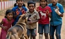 Karnataka: Toddlers among five injured in stray dog attack