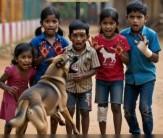 Karnataka: Toddlers among five injured in stray dog attack