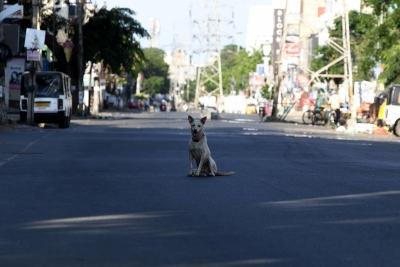 Karnataka: Toddlers among five injured in stray dog attack