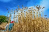 Food prices to rise further globally if West Asia crisis stretches beyond 40 days: FAO