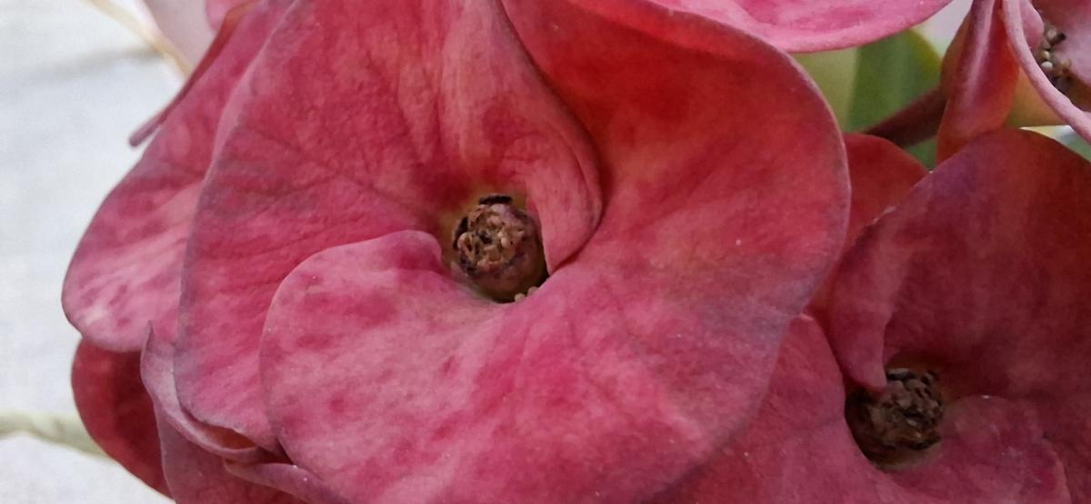 Samsung Galaxy A57 5g