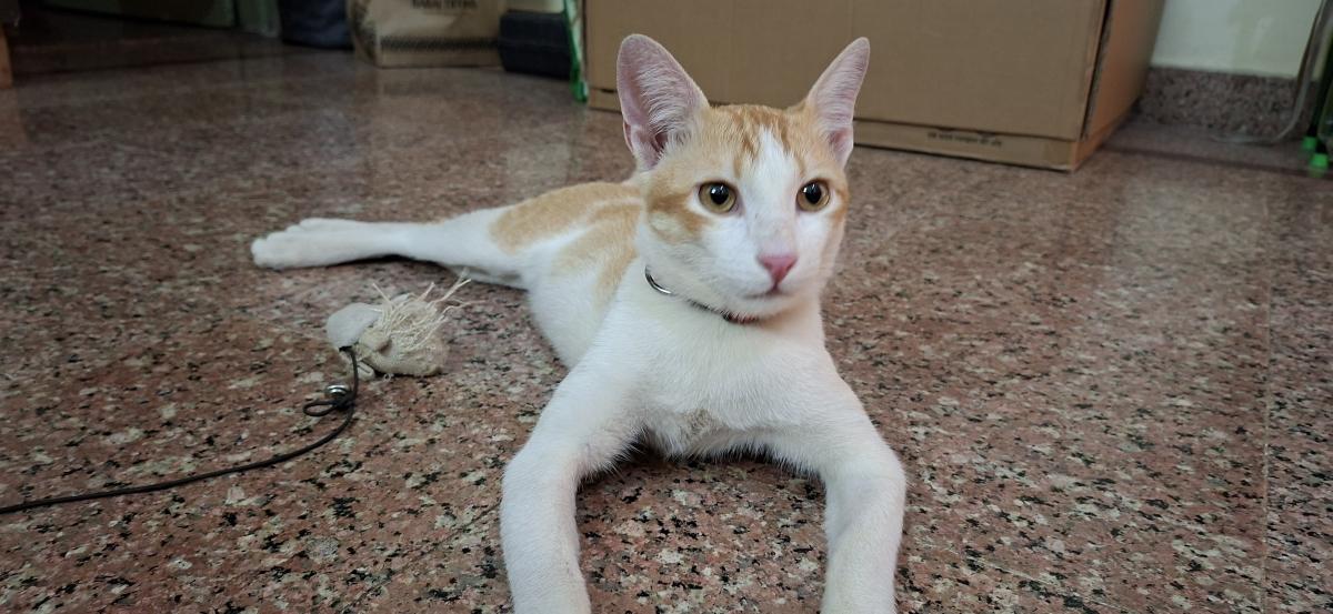 Samsung Galaxy A57 5g camera sample