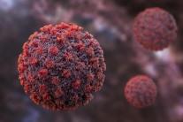 Two British nationals test positive for hantavirus; experts say pandemic risk remains low, no India cases reported so far