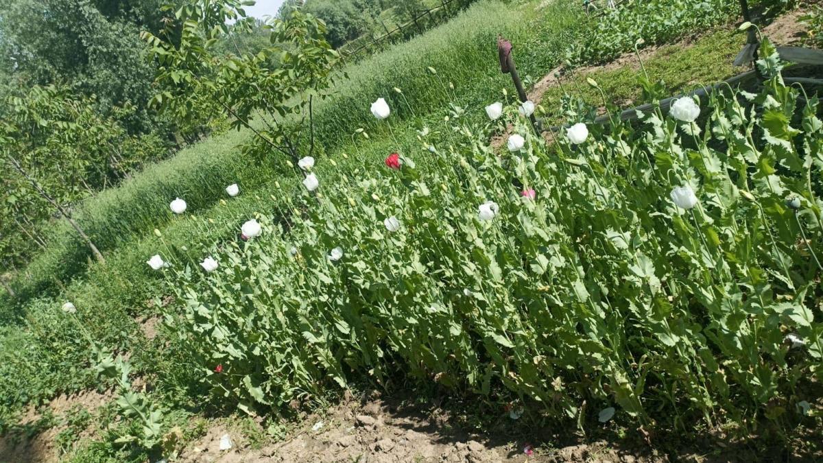 opium
