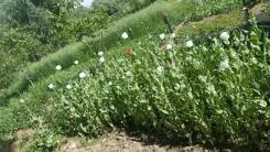 opium